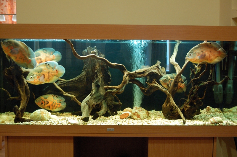 Дизайн аквариума 200 литров с корягой и камнями фото