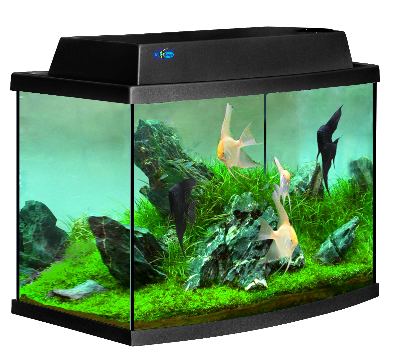 Купить недорогих аквариумных рыбок. Панорамный аквариум 50л. Рыбки для аквариума. Красивые аквариумы. Небольшой аквариум с рыбками.